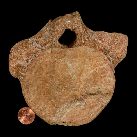 XL 5.2" Plesiosaur Fossil Vertebrae Cretaceous Dinosaur Era Morocco Zarafasaura COA - Fossil Age Minerals