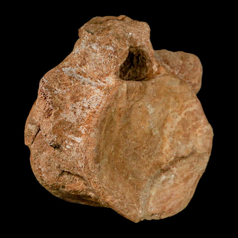 XL 5.2" Plesiosaur Fossil Vertebrae Cretaceous Dinosaur Era Morocco Zarafasaura COA - Fossil Age Minerals