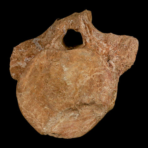 XL 5.2" Plesiosaur Fossil Vertebrae Cretaceous Dinosaur Era Morocco Zarafasaura COA - Fossil Age Minerals