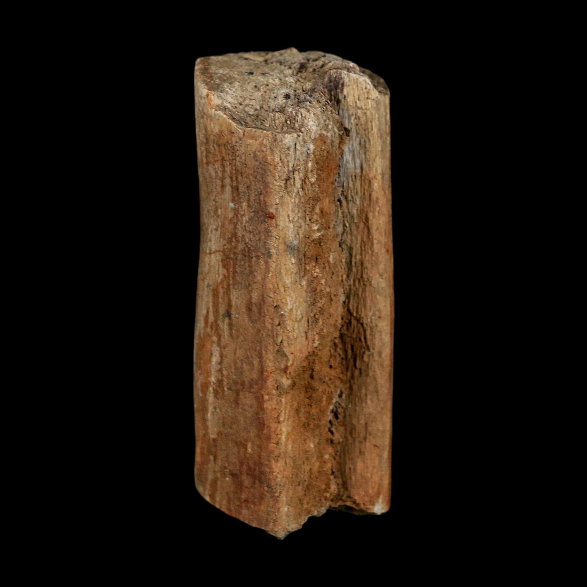 2.6" Corythosaurus Fossil Limb Bone Judith River FM Cretaceous Dinosaur Montana COA