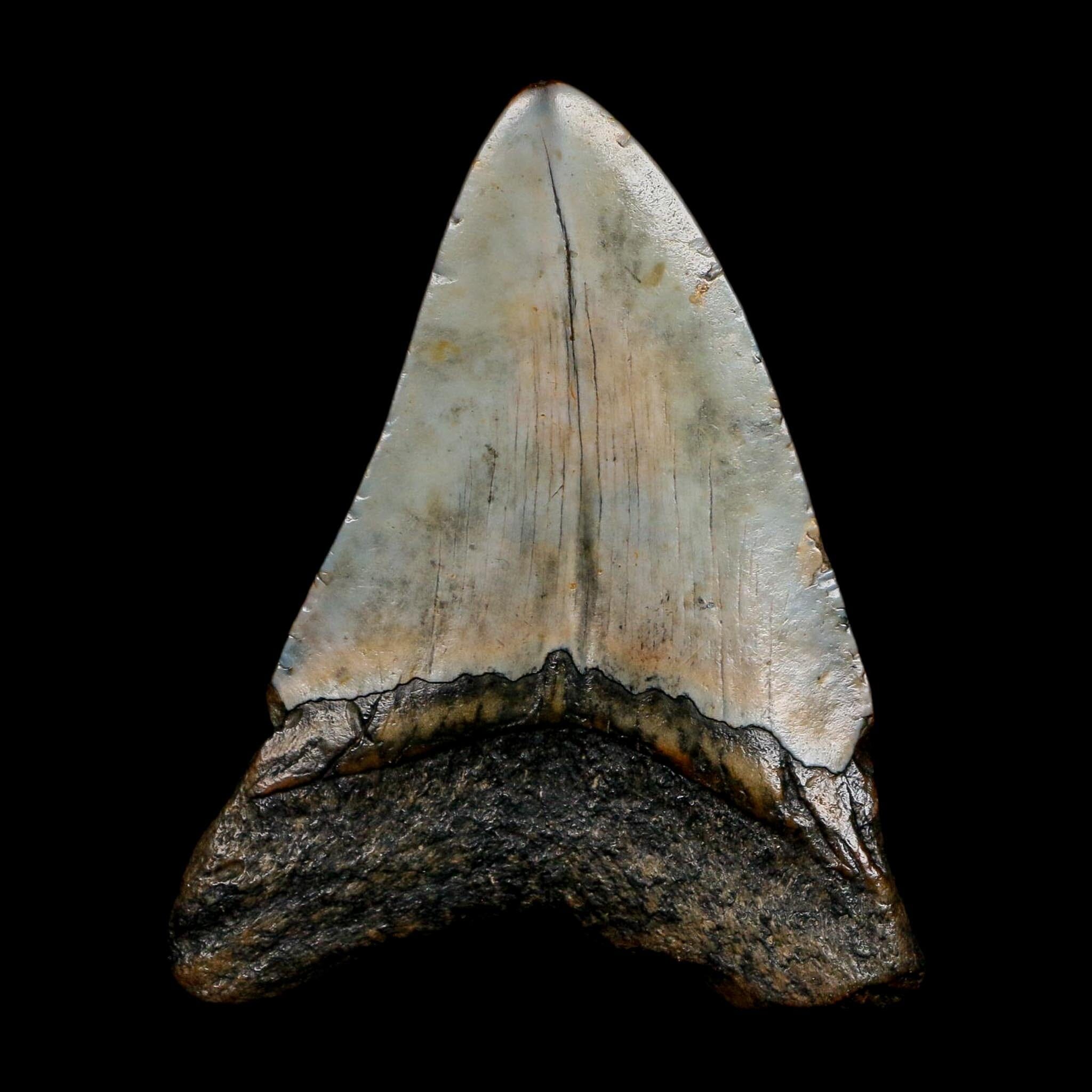 3.2" Quality Megalodon Shark Tooth Fossil Natural Miocene Age COA - Fossil Age Minerals