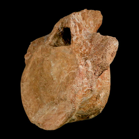 XL 5.2" Plesiosaur Fossil Vertebrae Cretaceous Dinosaur Era Morocco Zarafasaura COA - Fossil Age Minerals