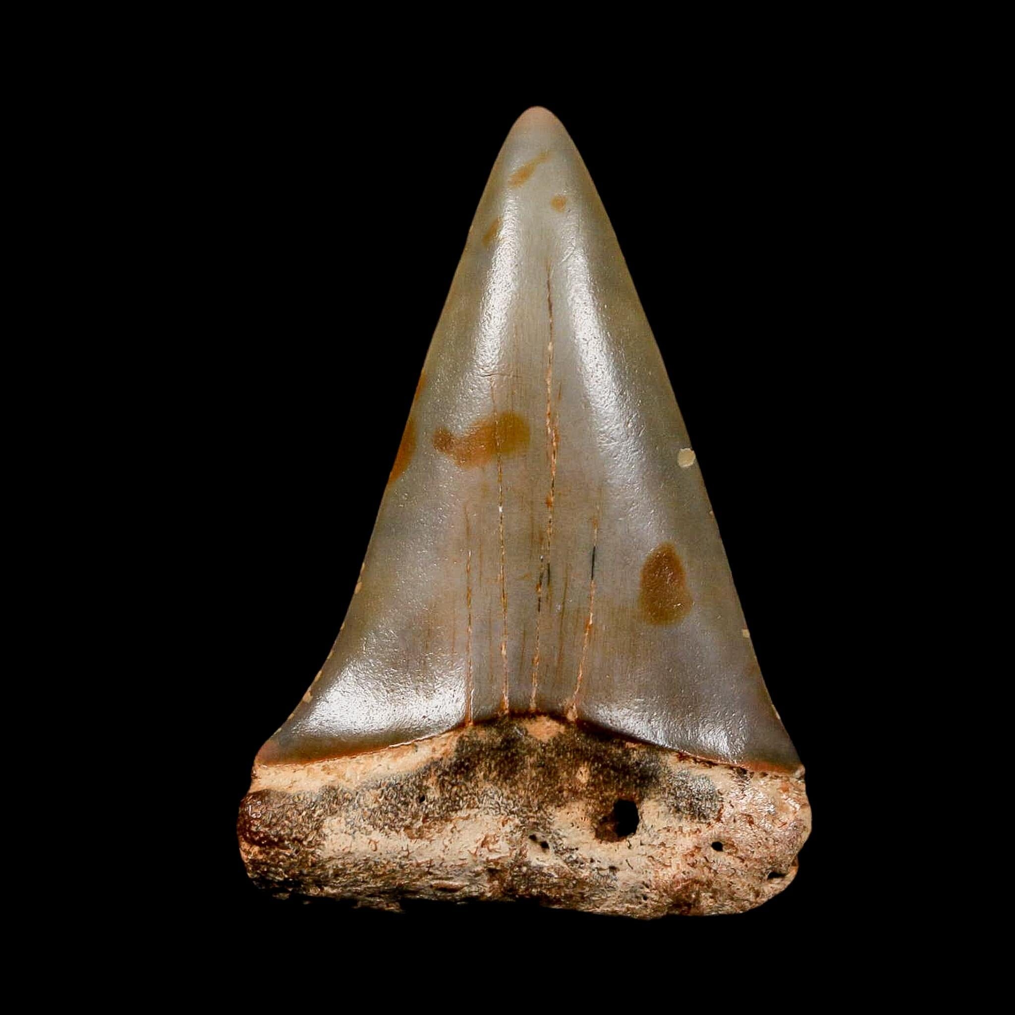 1.9" Quality Hastalis Mako Tooth Serrated Fossil Natural Miocene Age COA - Fossil Age Minerals