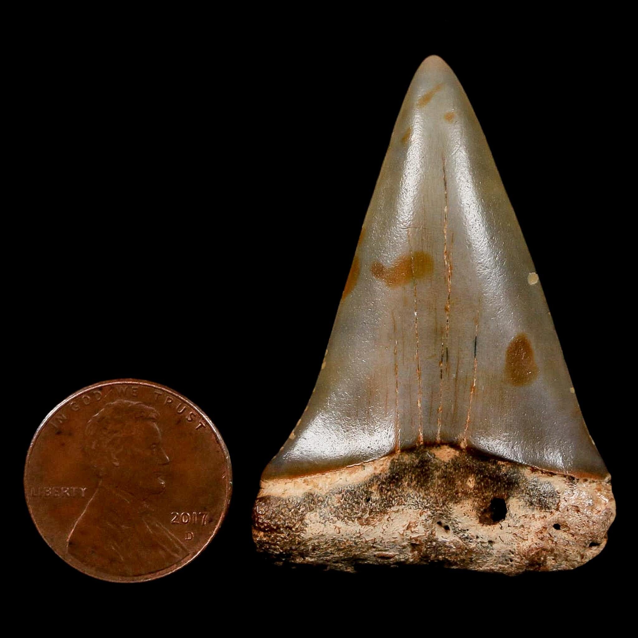 1.9" Quality Hastalis Mako Tooth Serrated Fossil Natural Miocene Age COA - Fossil Age Minerals