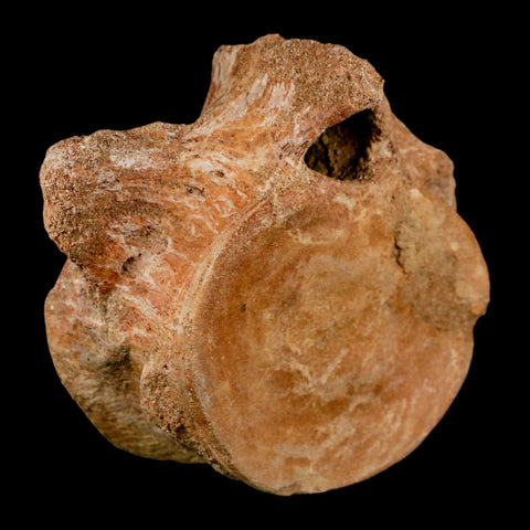 XL 5.2" Plesiosaur Fossil Vertebrae Cretaceous Dinosaur Era Morocco Zarafasaura COA - Fossil Age Minerals