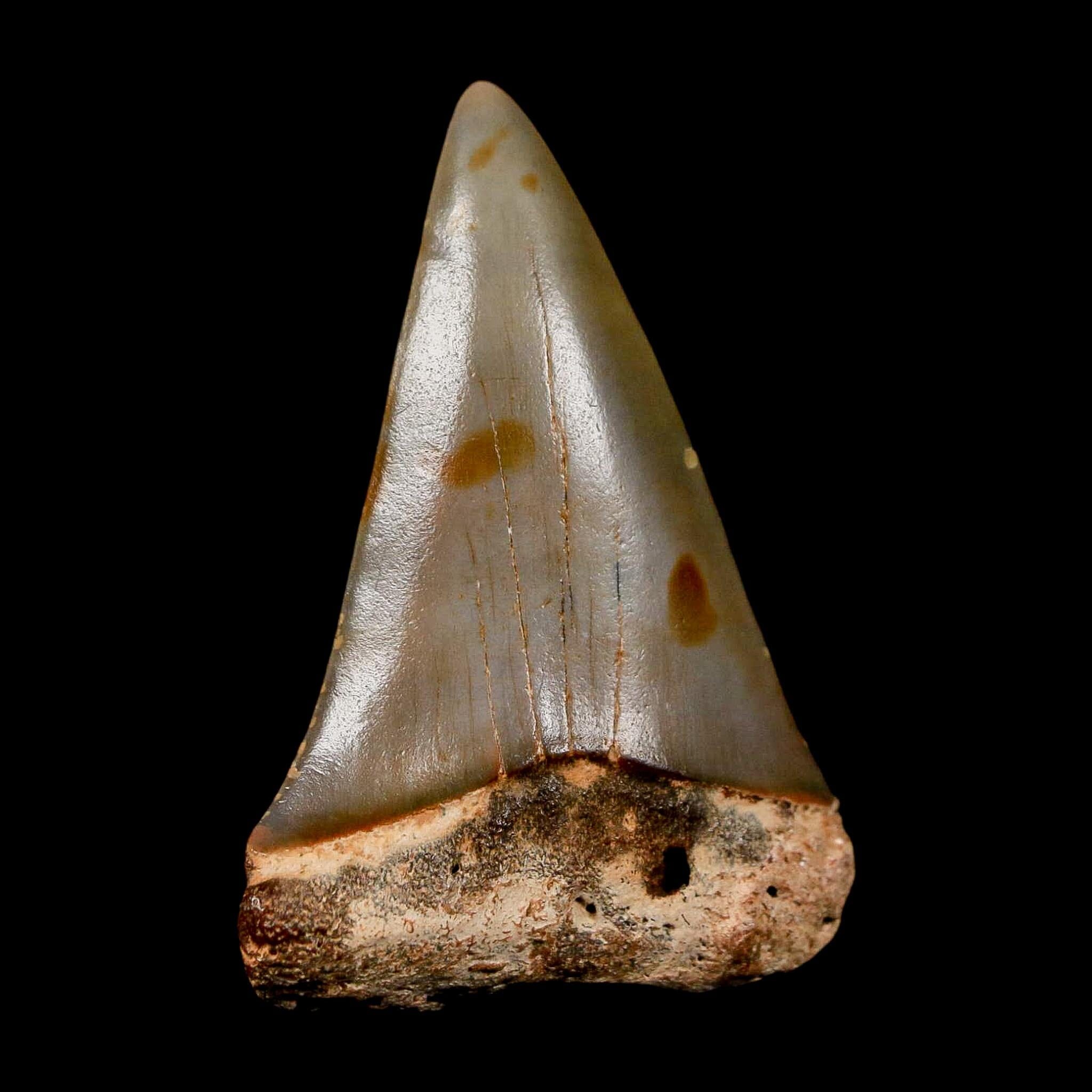 1.9" Quality Hastalis Mako Tooth Serrated Fossil Natural Miocene Age COA - Fossil Age Minerals