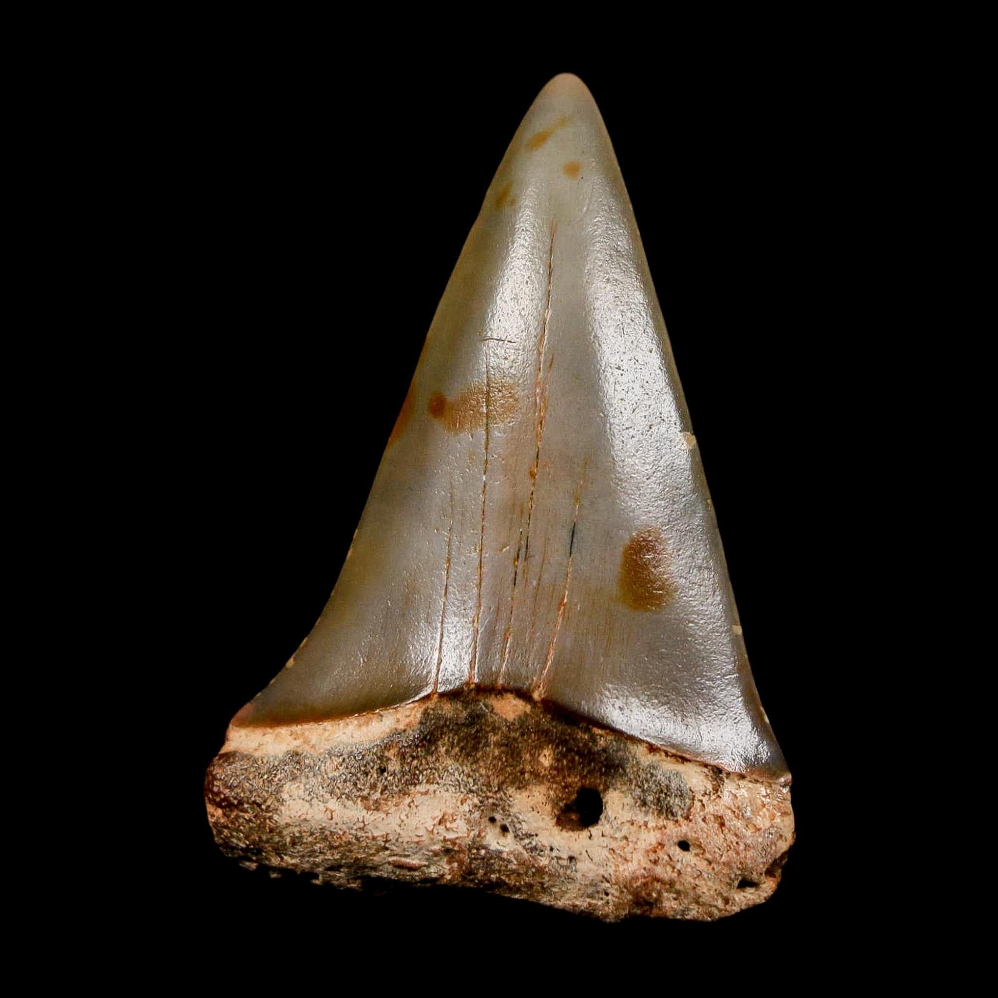 1.9" Quality Hastalis Mako Tooth Serrated Fossil Natural Miocene Age COA - Fossil Age Minerals
