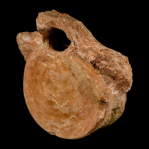 XL 5.2" Plesiosaur Fossil Vertebrae Cretaceous Dinosaur Era Morocco Zarafasaura COA - Fossil Age Minerals