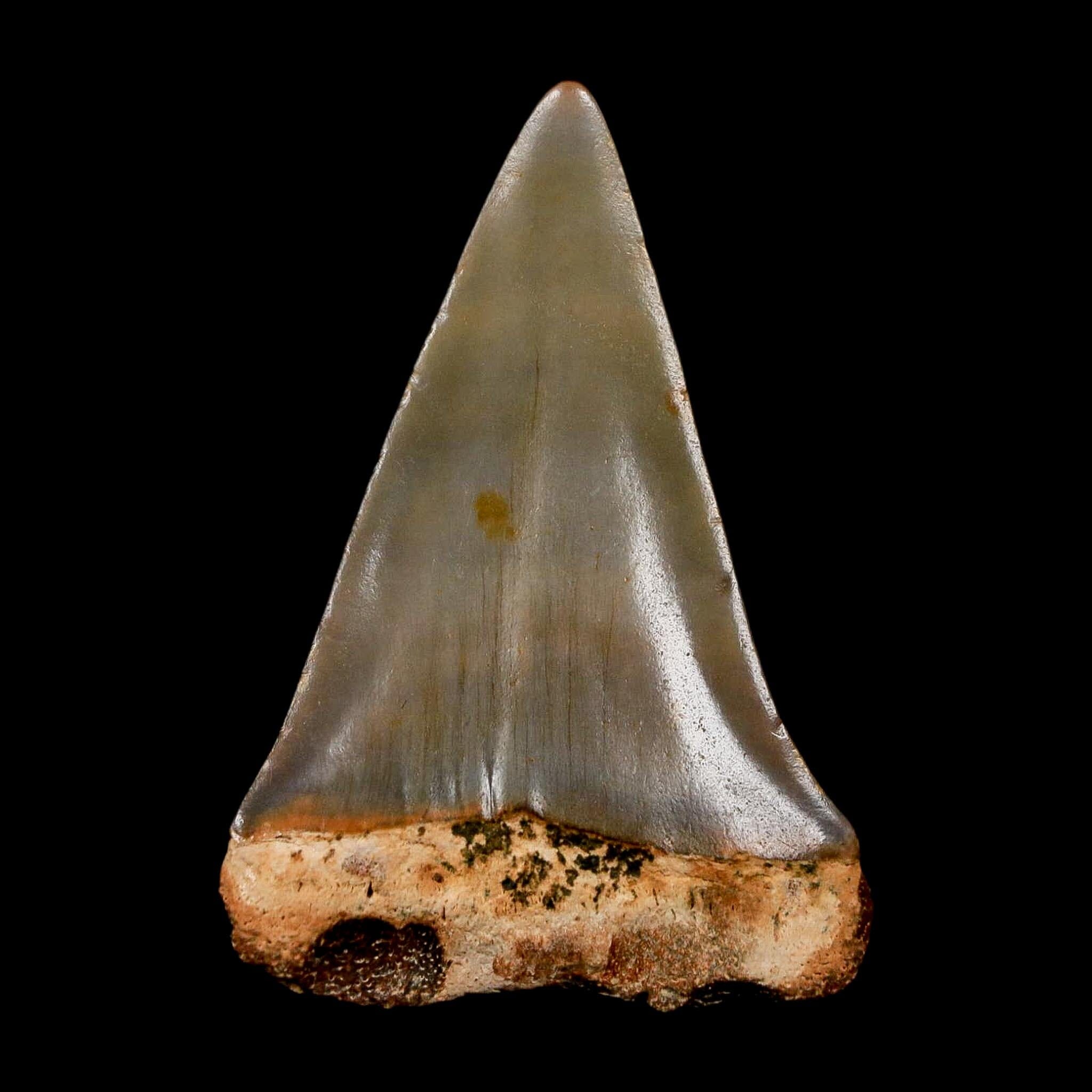 1.9" Quality Hastalis Mako Tooth Serrated Fossil Natural Miocene Age COA - Fossil Age Minerals