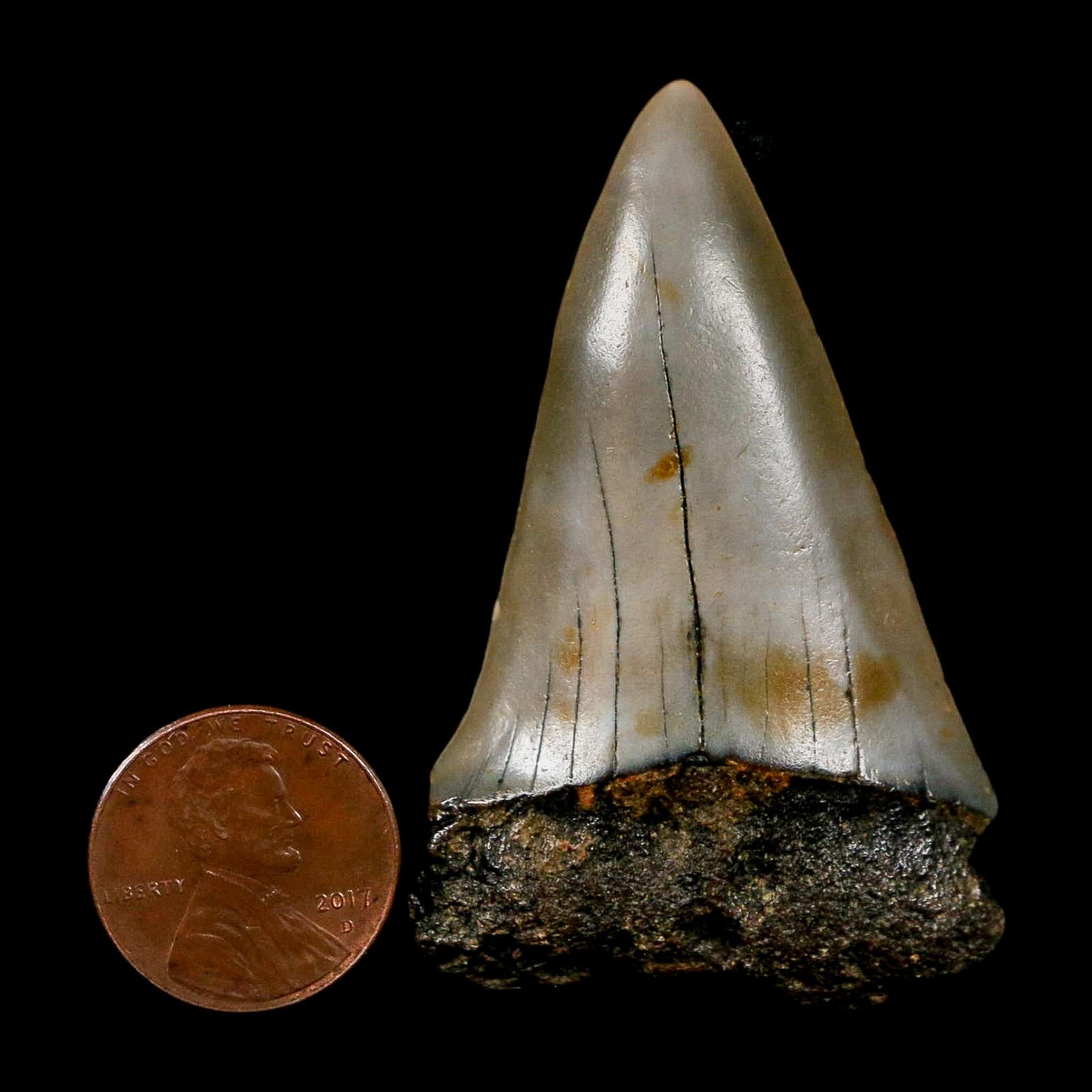 2.2" Quality Hastalis Mako Tooth Serrated Fossil Natural Miocene Age COA - Fossil Age Minerals