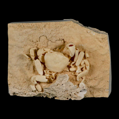 3.3" Potaman Sp Fossil Freshwater Crab In Travertine Denizli Basin Southwest Turkey - Fossil Age Minerals