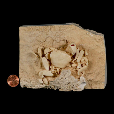 3.3" Potaman Sp Fossil Freshwater Crab In Travertine Denizli Basin Southwest Turkey - Fossil Age Minerals
