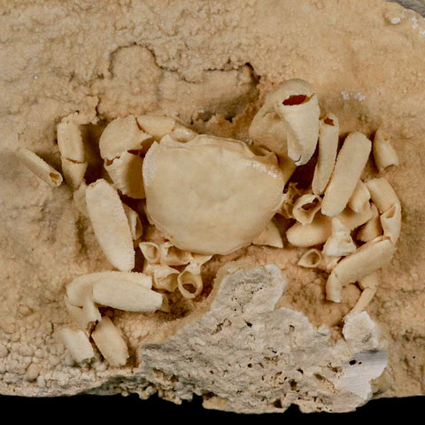 3.3" Potaman Sp Fossil Freshwater Crab In Travertine Denizli Basin Southwest Turkey - Fossil Age Minerals