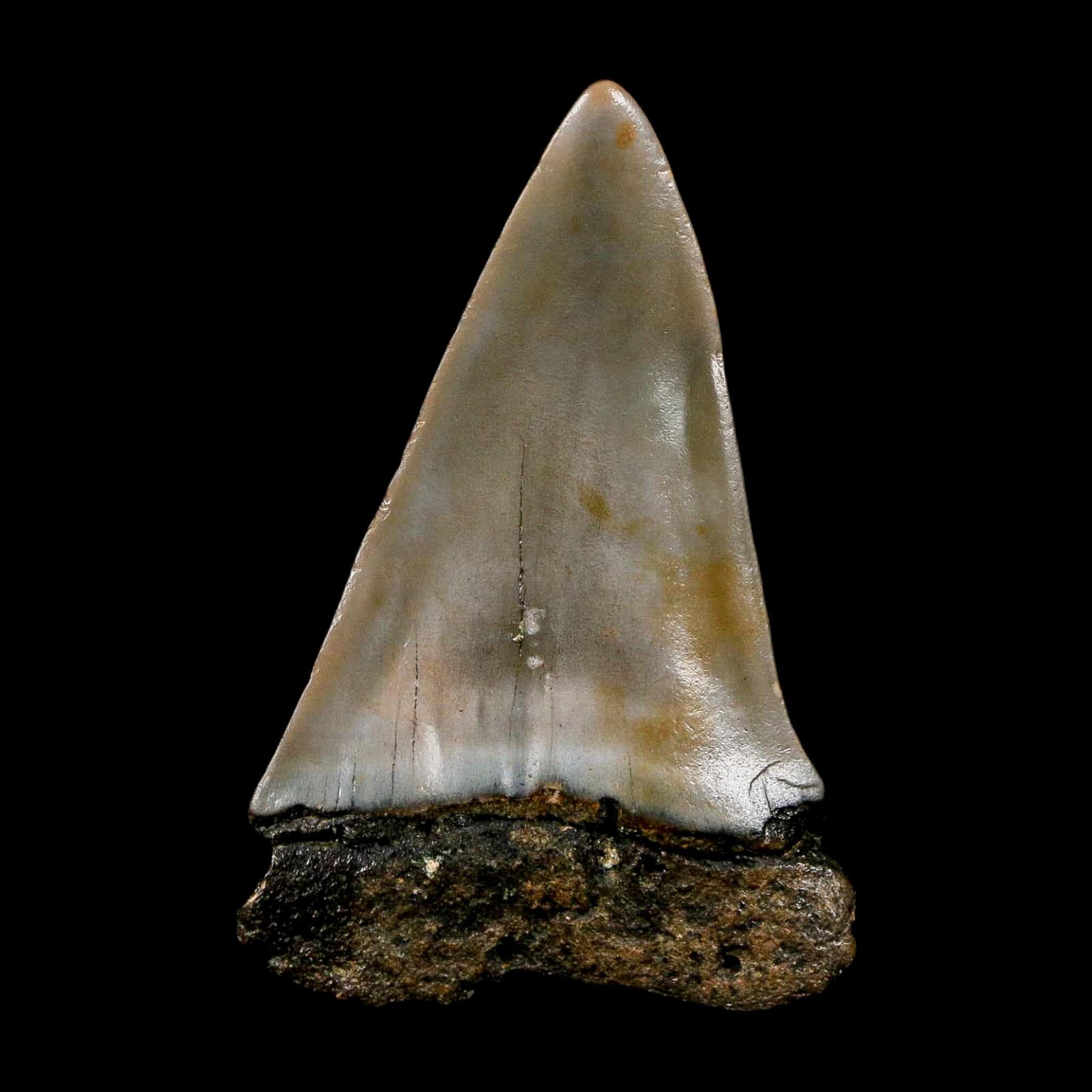 2.2" Quality Hastalis Mako Tooth Serrated Fossil Natural Miocene Age COA - Fossil Age Minerals
