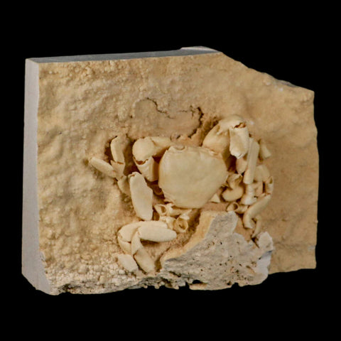 3.3" Potaman Sp Fossil Freshwater Crab In Travertine Denizli Basin Southwest Turkey - Fossil Age Minerals