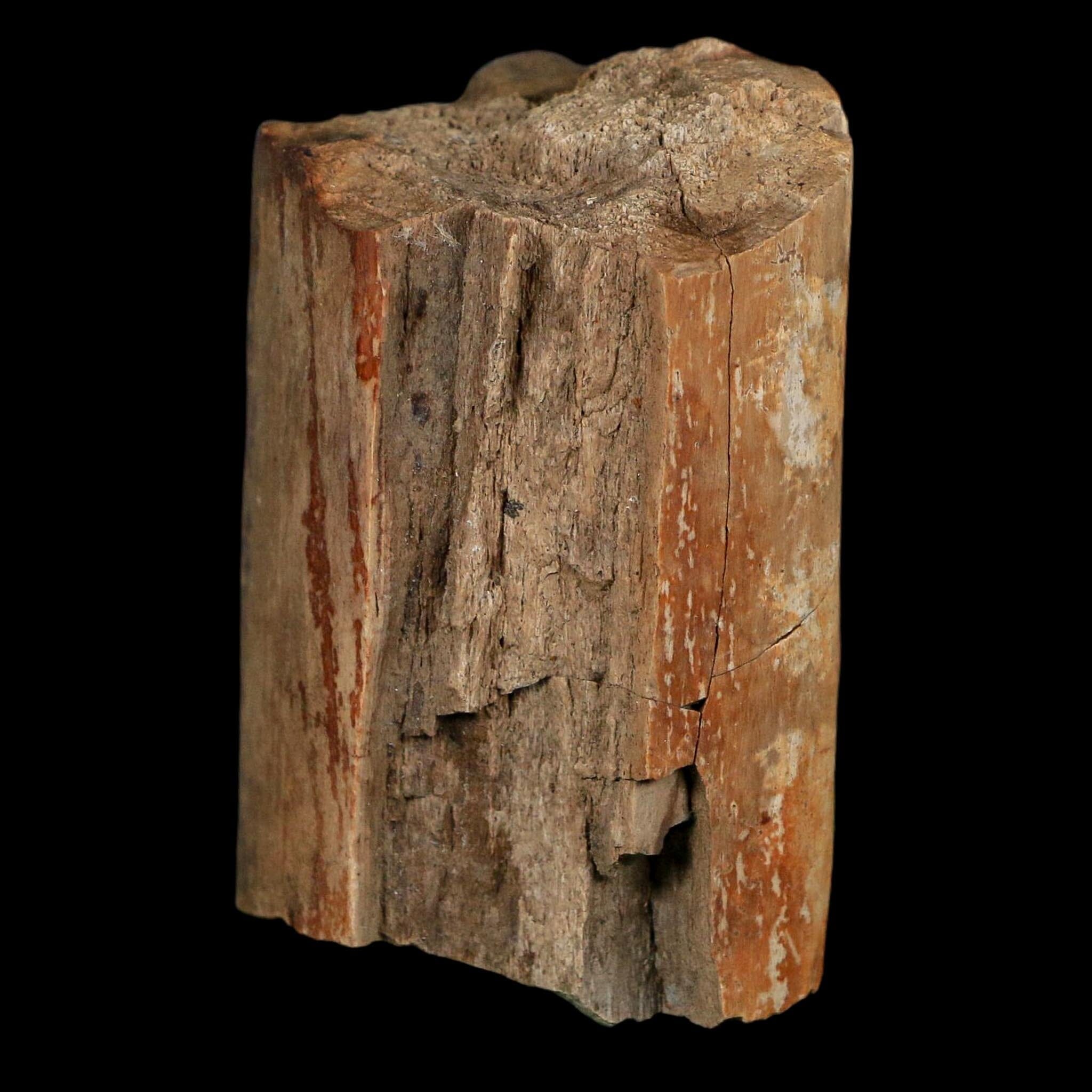 2.5" Corythosaurus Fossil Limb Bone Judith River FM Cretaceous Dinosaur Montana COA