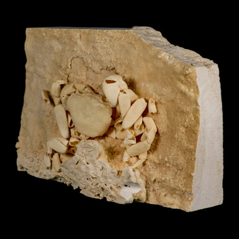 3.3" Potaman Sp Fossil Freshwater Crab In Travertine Denizli Basin Southwest Turkey - Fossil Age Minerals