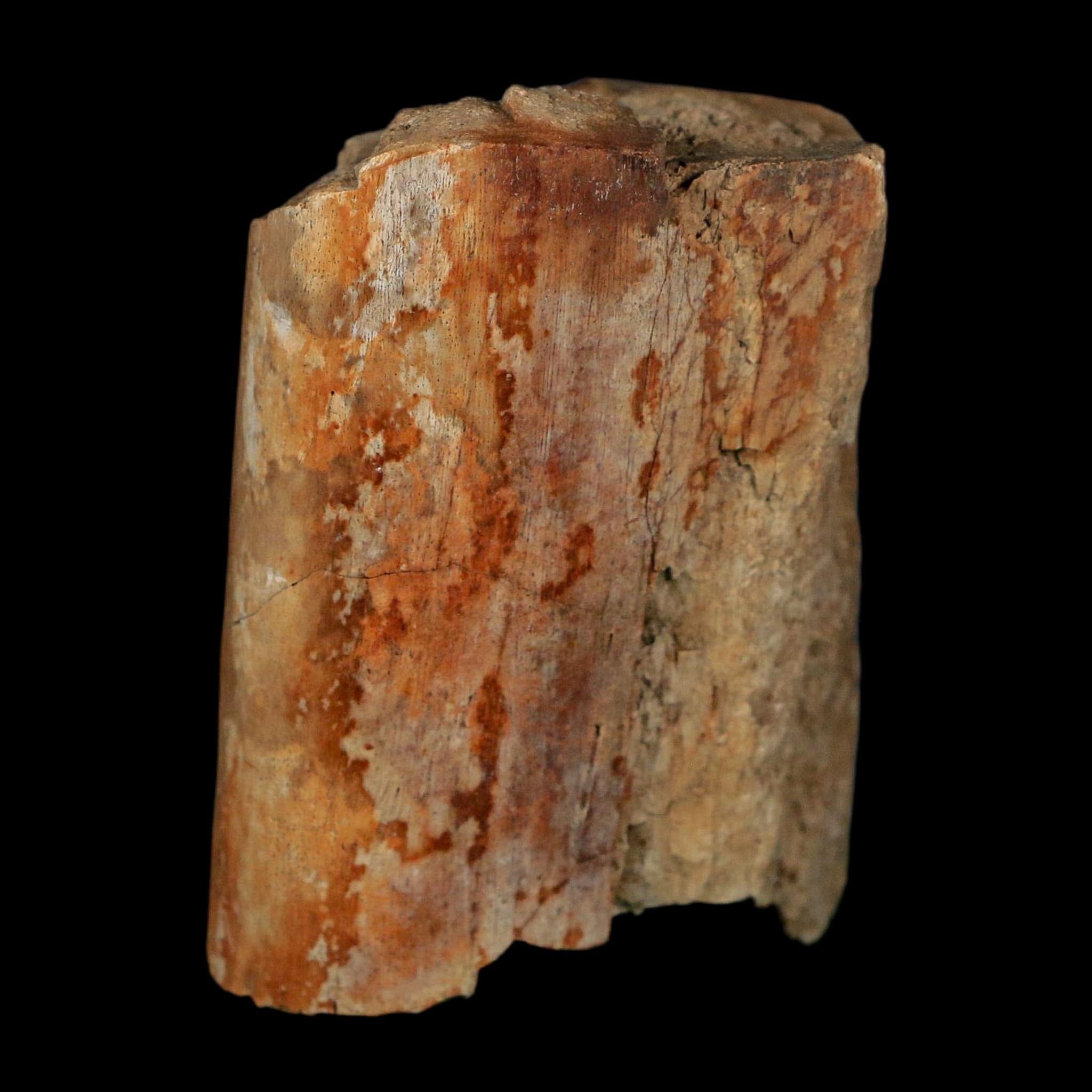 2.5" Corythosaurus Fossil Limb Bone Judith River FM Cretaceous Dinosaur Montana COA