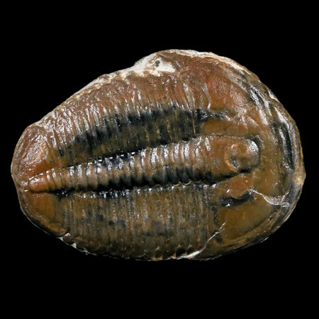 1.3" Elrathia Kingi Trilobite Fossil Utah Cambrian Age 521 Million Years Old COA