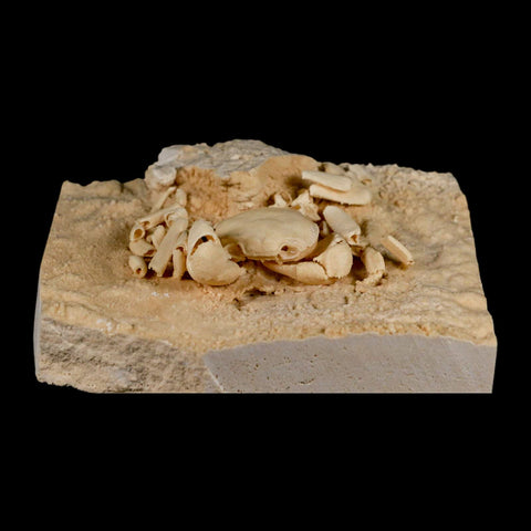 3.3" Potaman Sp Fossil Freshwater Crab In Travertine Denizli Basin Southwest Turkey - Fossil Age Minerals