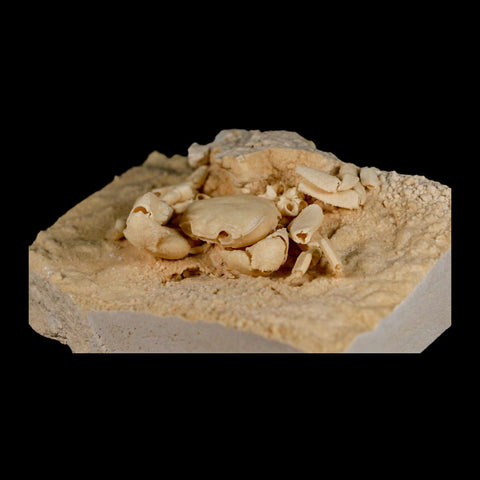 3.3" Potaman Sp Fossil Freshwater Crab In Travertine Denizli Basin Southwest Turkey - Fossil Age Minerals