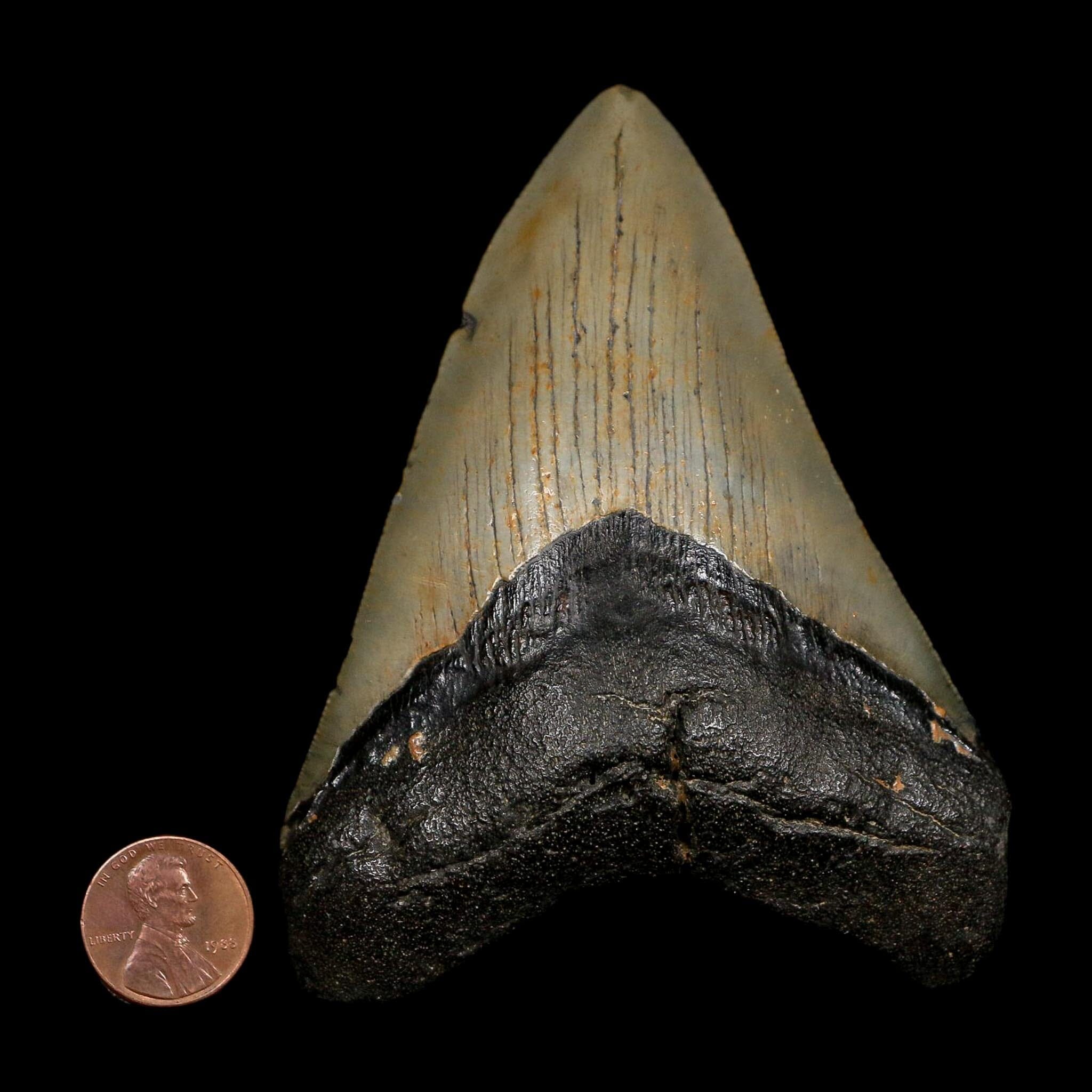 4" Quality Megalodon Shark Tooth Serrated Fossil Natural Miocene Age COA - Fossil Age Minerals