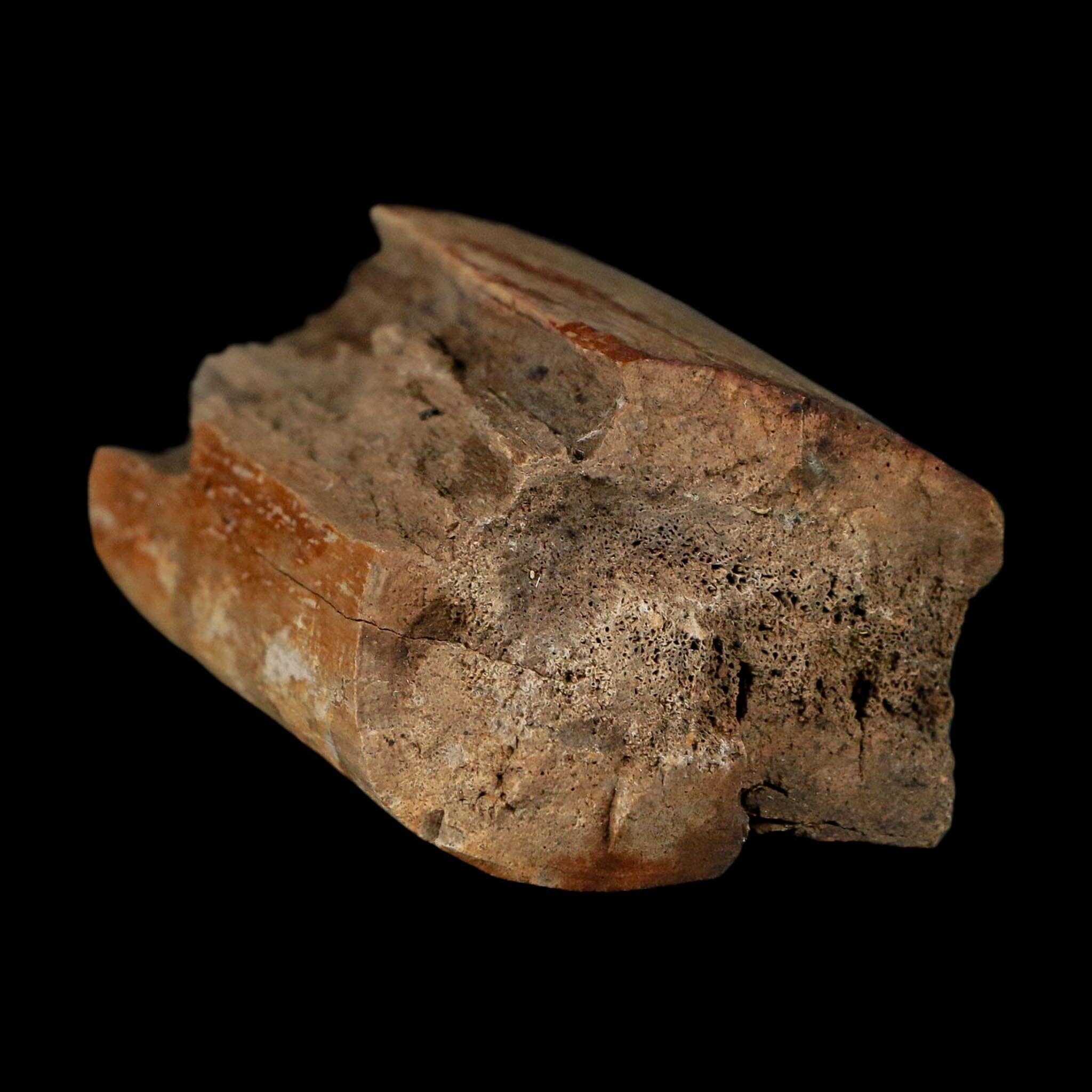 2.5" Corythosaurus Fossil Limb Bone Judith River FM Cretaceous Dinosaur Montana COA