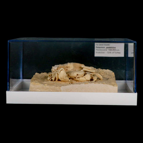3.3" Potaman Sp Fossil Freshwater Crab In Travertine Denizli Basin Southwest Turkey - Fossil Age Minerals