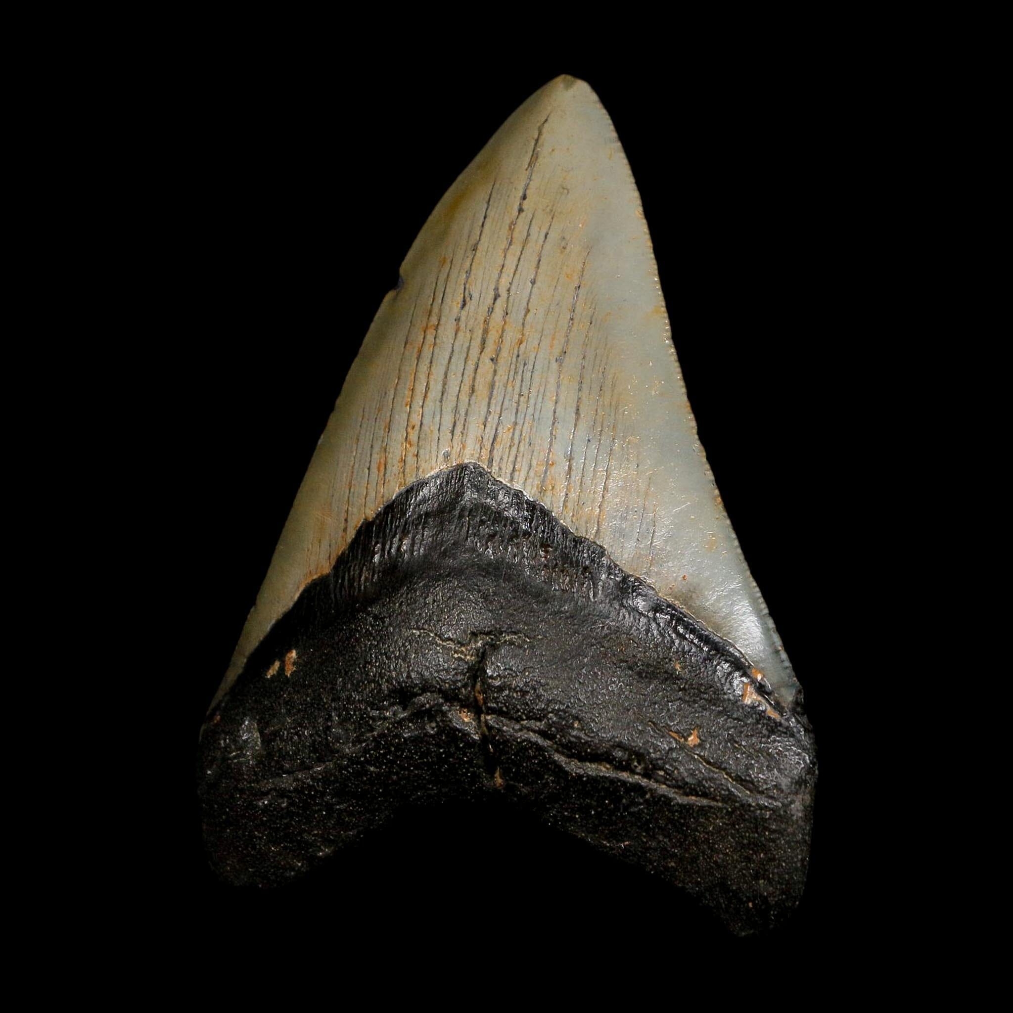 4" Quality Megalodon Shark Tooth Serrated Fossil Natural Miocene Age COA - Fossil Age Minerals