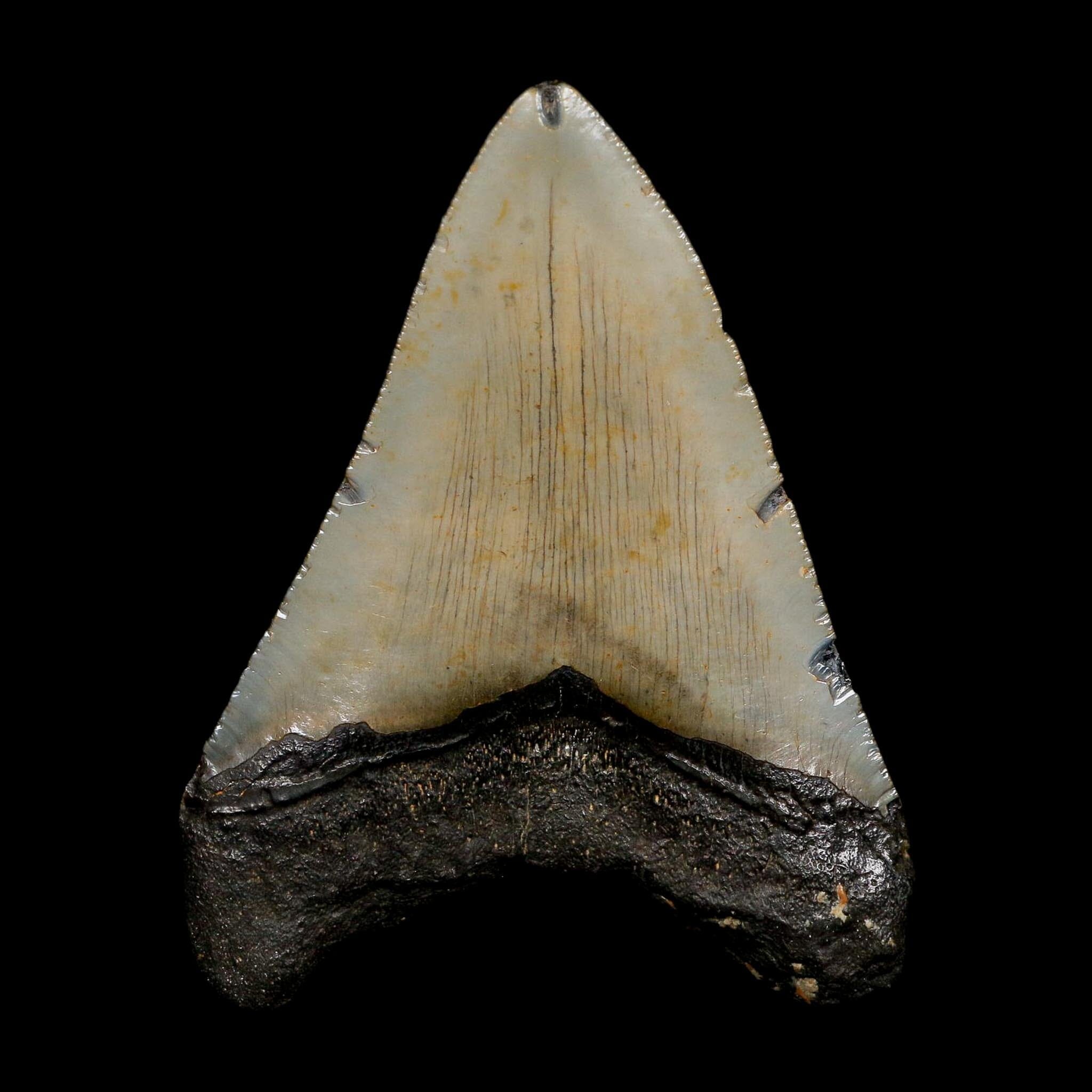 4" Quality Megalodon Shark Tooth Serrated Fossil Natural Miocene Age COA - Fossil Age Minerals