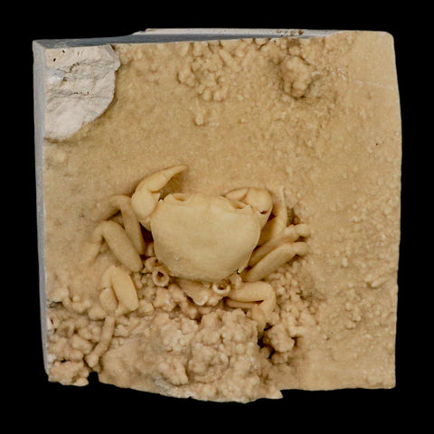 2.4" Potaman Sp Fossil Freshwater Crab In Travertine Denizli Basin Southwest Turkey - Fossil Age Minerals