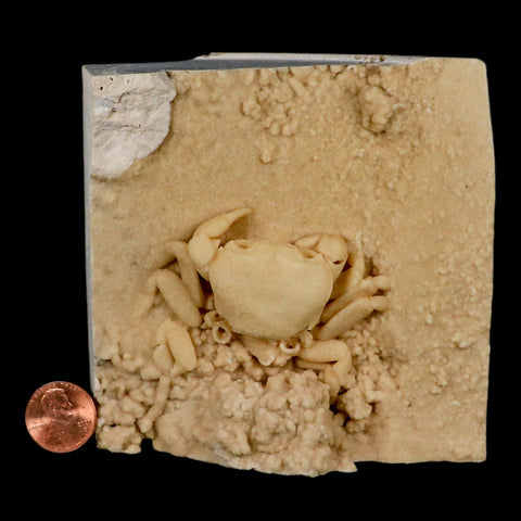 2.4" Potaman Sp Fossil Freshwater Crab In Travertine Denizli Basin Southwest Turkey - Fossil Age Minerals