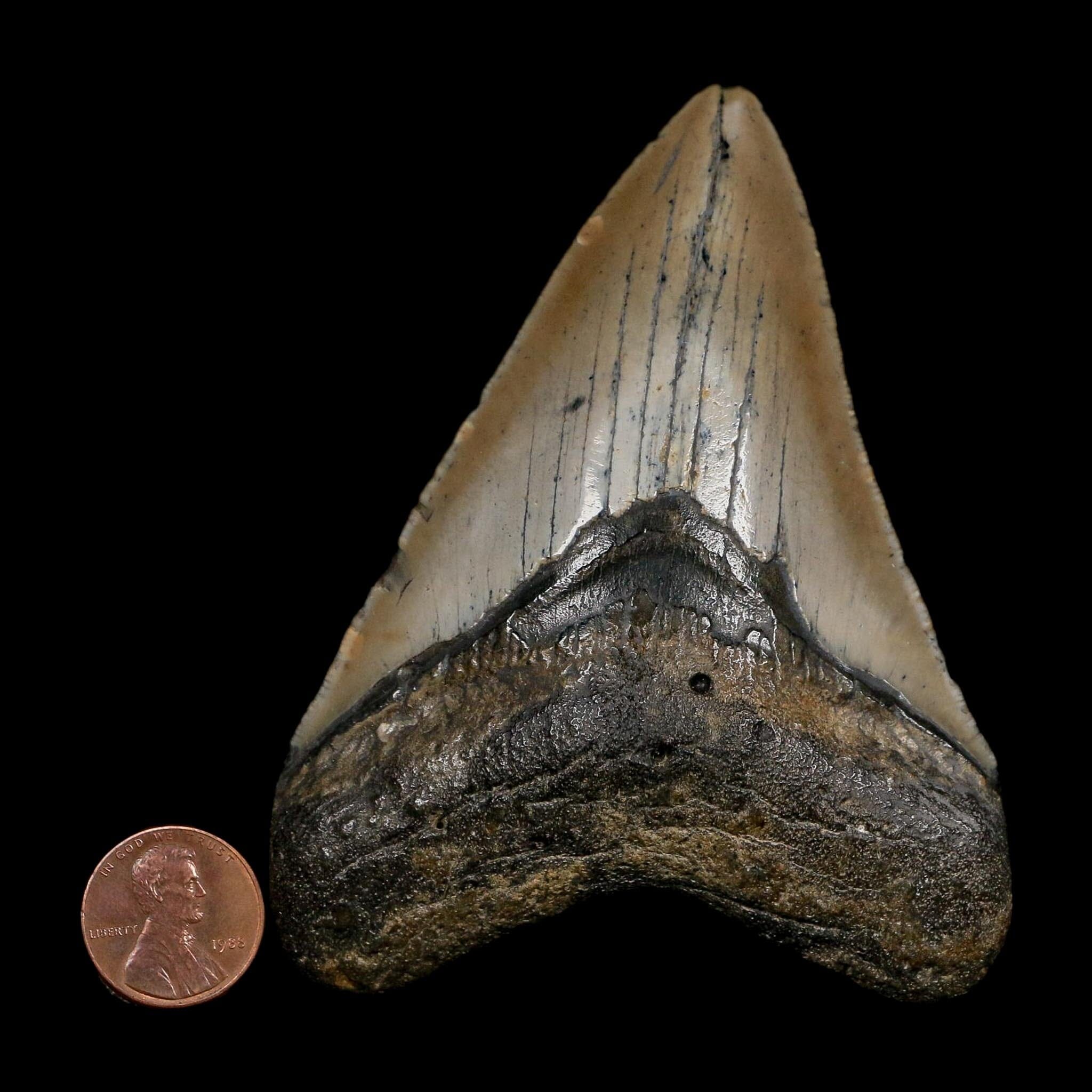 3.9" Quality Megalodon Shark Tooth Serrated Fossil Natural Miocene Age COA - Fossil Age Minerals