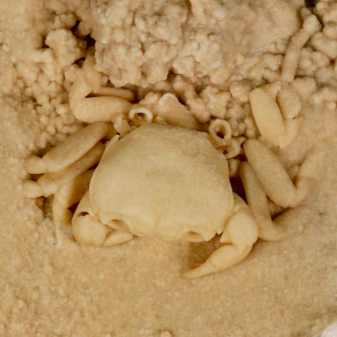 2.4" Potaman Sp Fossil Freshwater Crab In Travertine Denizli Basin Southwest Turkey - Fossil Age Minerals