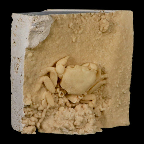 2.4" Potaman Sp Fossil Freshwater Crab In Travertine Denizli Basin Southwest Turkey - Fossil Age Minerals