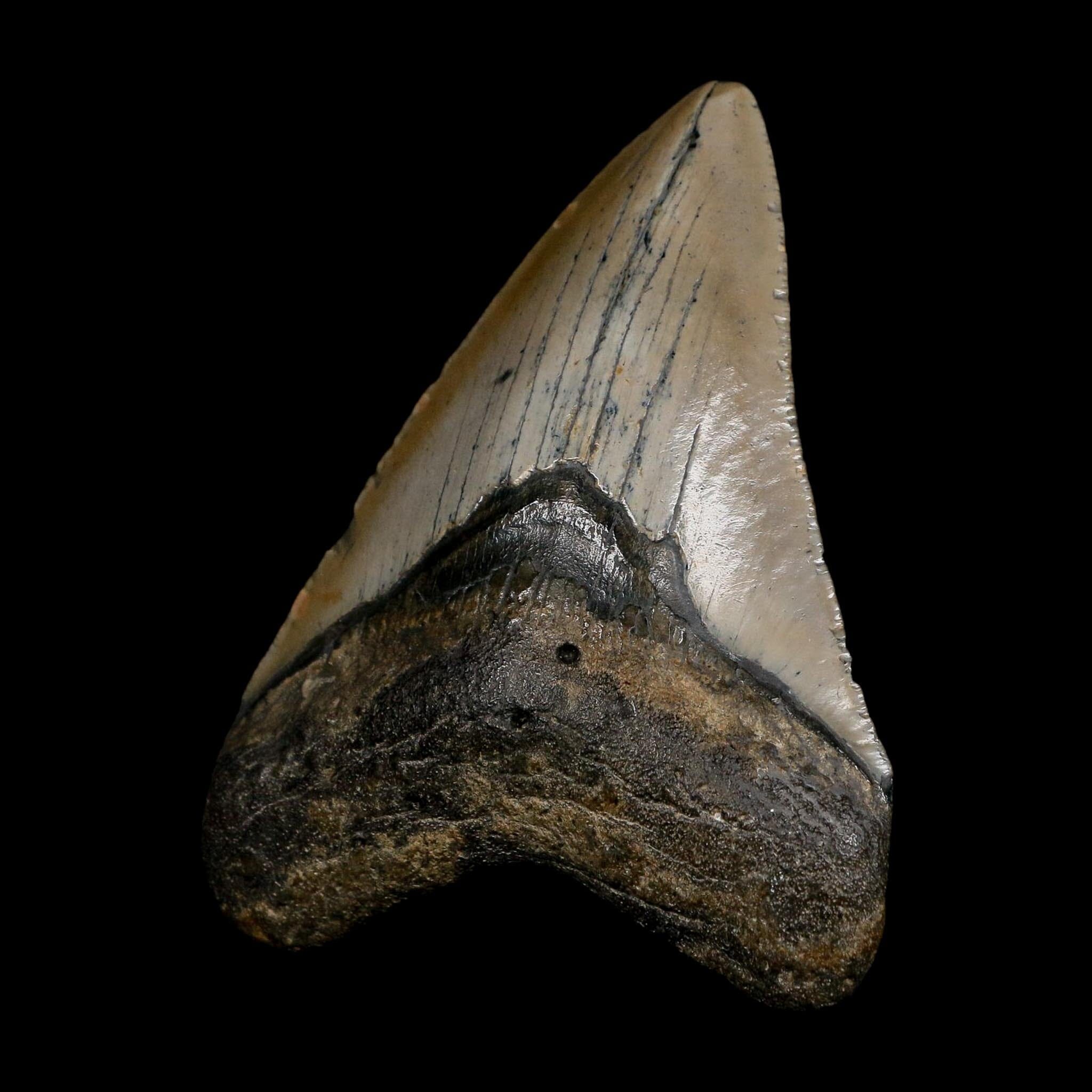 3.9" Quality Megalodon Shark Tooth Serrated Fossil Natural Miocene Age COA - Fossil Age Minerals