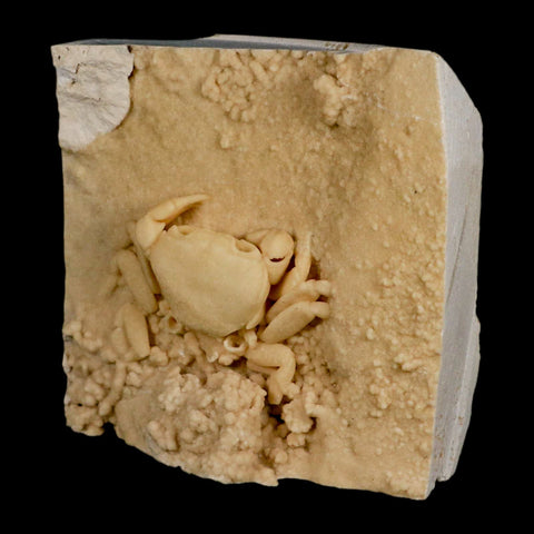 2.4" Potaman Sp Fossil Freshwater Crab In Travertine Denizli Basin Southwest Turkey - Fossil Age Minerals