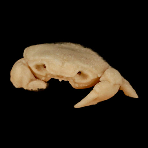 2.4" Potaman Sp Fossil Freshwater Crab In Travertine Denizli Basin Southwest Turkey - Fossil Age Minerals