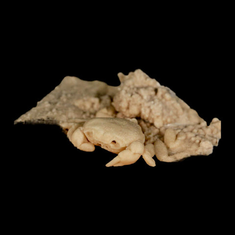 2.4" Potaman Sp Fossil Freshwater Crab In Travertine Denizli Basin Southwest Turkey - Fossil Age Minerals