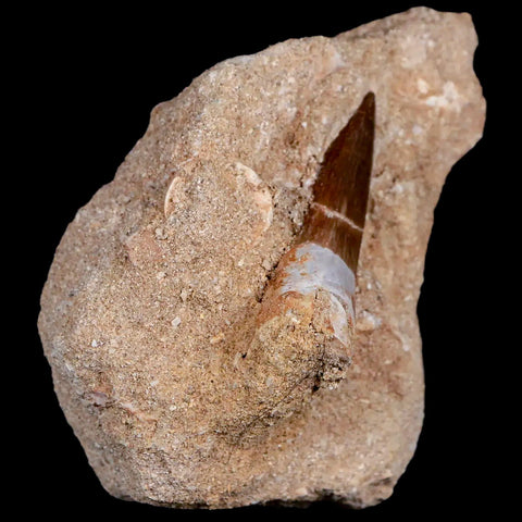 1.8" Plesiosaur Zarafasaura Tooth Fossil In Matrix Cretaceous Dinosaur Era COA - Fossil Age Minerals