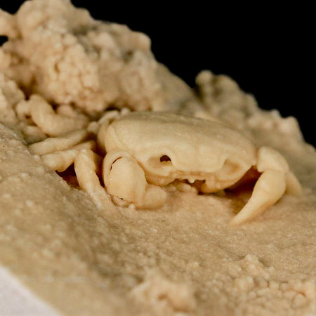 2.4" Potaman Sp Fossil Freshwater Crab In Travertine Denizli Basin Southwest Turkey