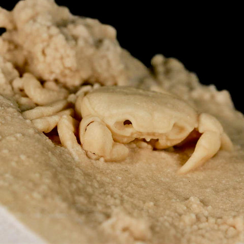 2.4" Potaman Sp Fossil Freshwater Crab In Travertine Denizli Basin Southwest Turkey - Fossil Age Minerals