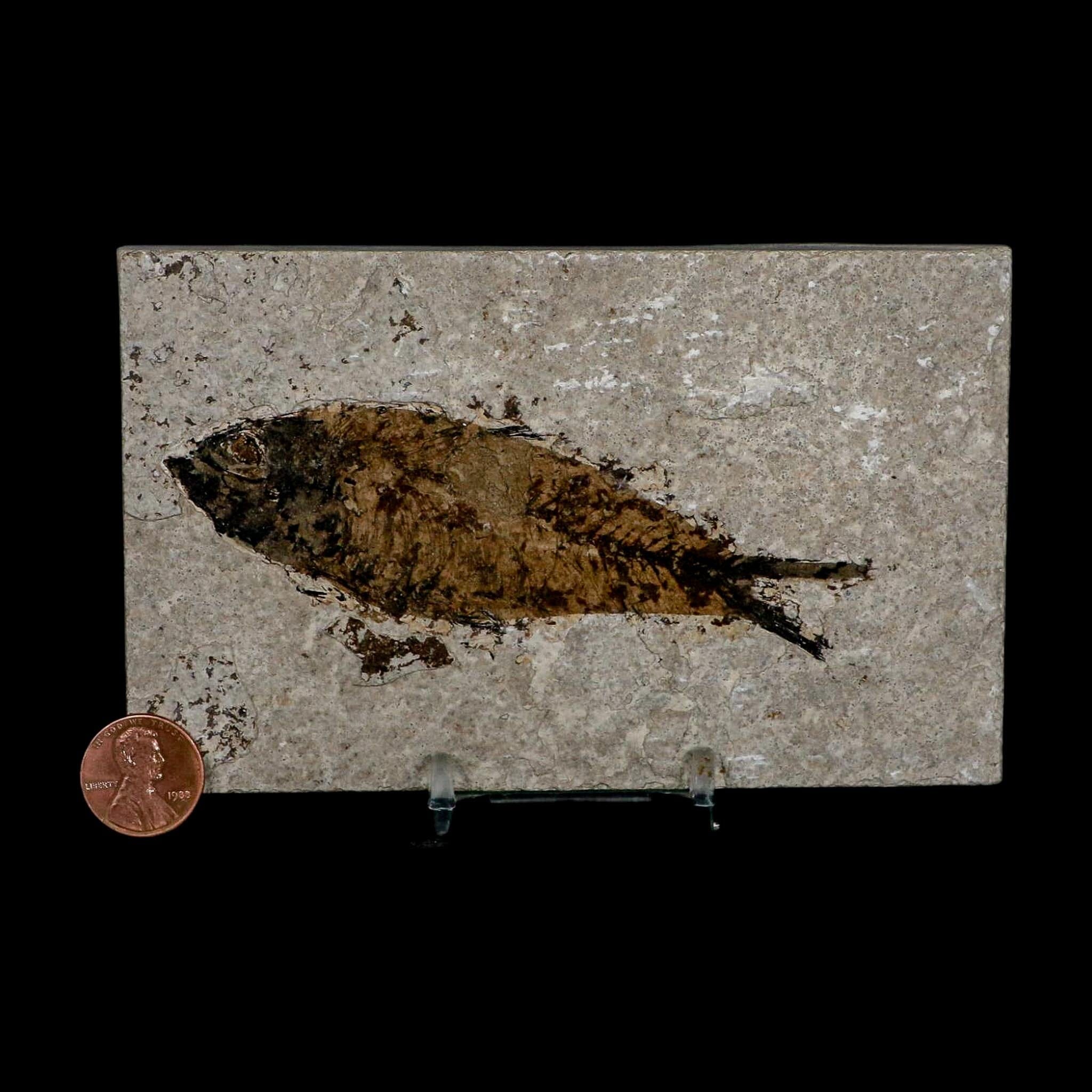 XL 4.2" Knightia Eocaena Fossil Fish Green River FM WY Eocene Age COA & Stand - Fossil Age Minerals