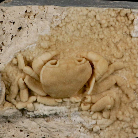 3.1" Potaman Sp Fossil Freshwater Crab In Travertine Denizli Basin Southwest Turkey
