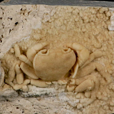 3.1" Potaman Sp Fossil Freshwater Crab In Travertine Denizli Basin Southwest Turkey - Fossil Age Minerals