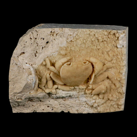 3.1" Potaman Sp Fossil Freshwater Crab In Travertine Denizli Basin Southwest Turkey - Fossil Age Minerals