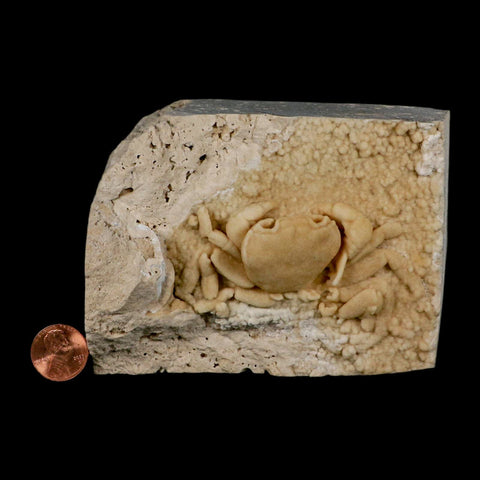 3.1" Potaman Sp Fossil Freshwater Crab In Travertine Denizli Basin Southwest Turkey - Fossil Age Minerals