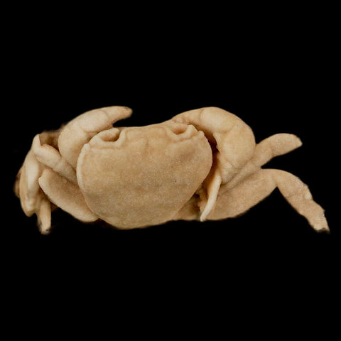3.1" Potaman Sp Fossil Freshwater Crab In Travertine Denizli Basin Southwest Turkey - Fossil Age Minerals
