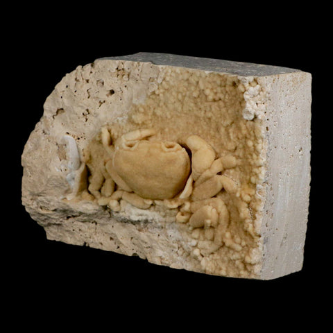 3.1" Potaman Sp Fossil Freshwater Crab In Travertine Denizli Basin Southwest Turkey - Fossil Age Minerals