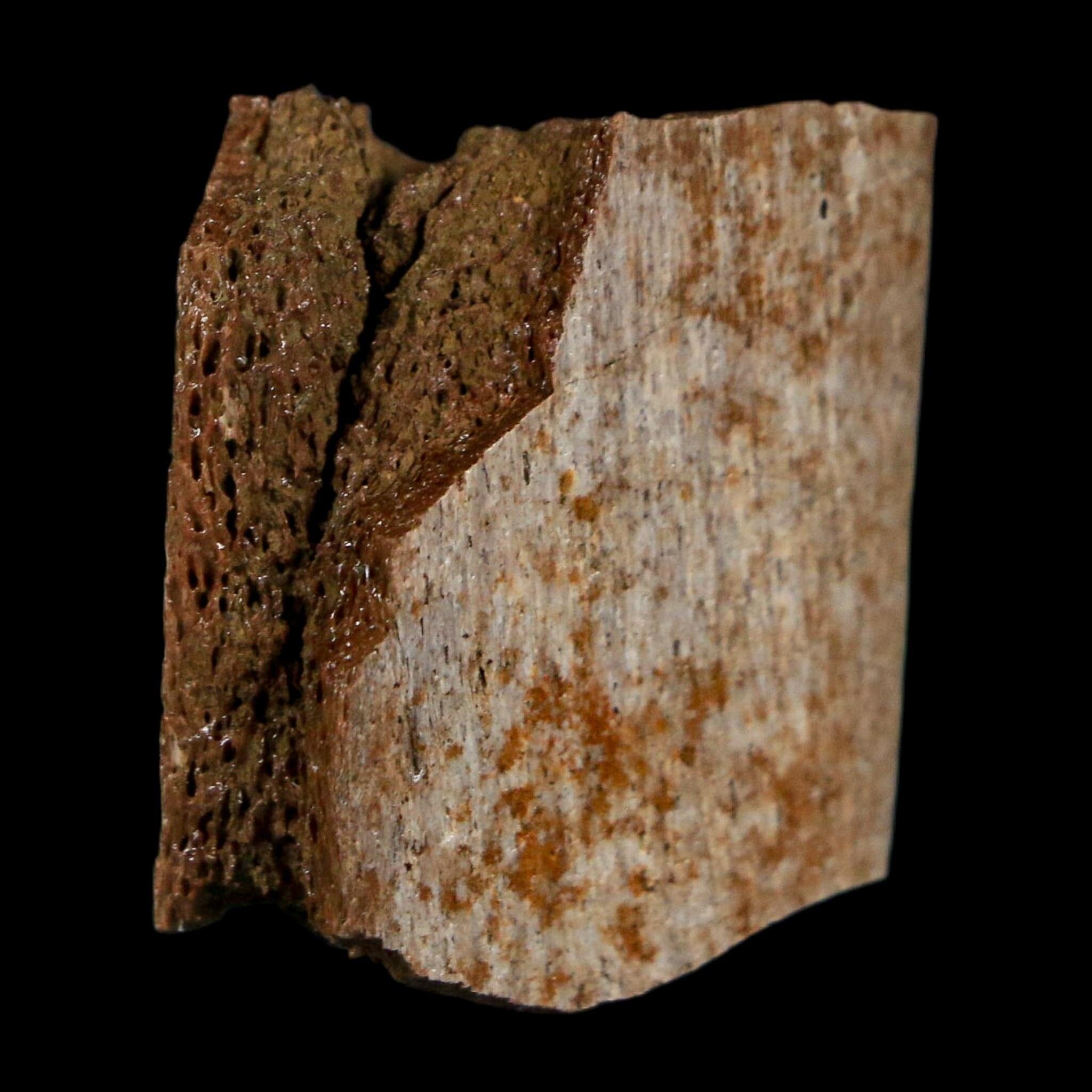 1.1" Corythosaurus Fossil Rib Bone Judith River FM Cretaceous Dinosaur Montana COA